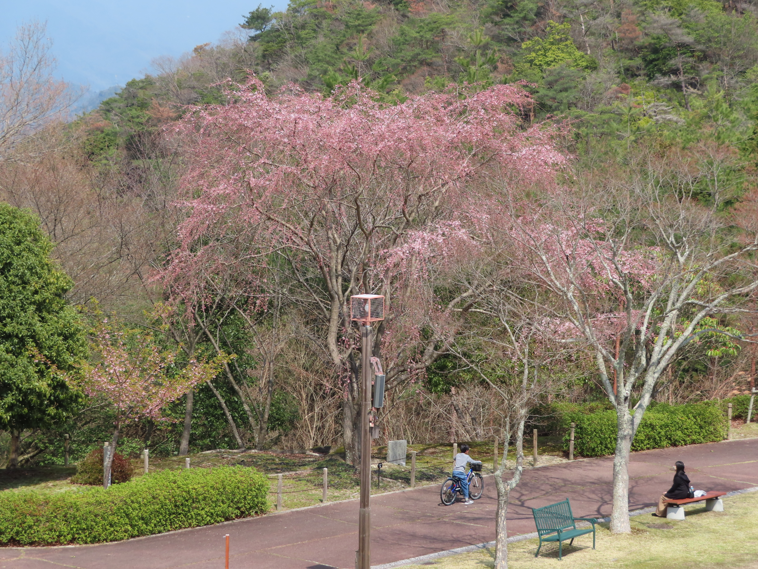 シダレザクラ　中央広場