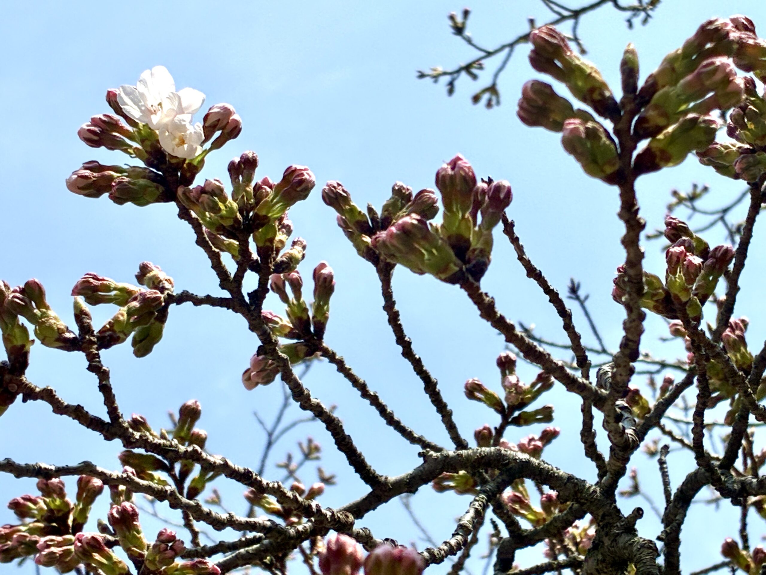 ソメイヨシノ　第二ゲート付近