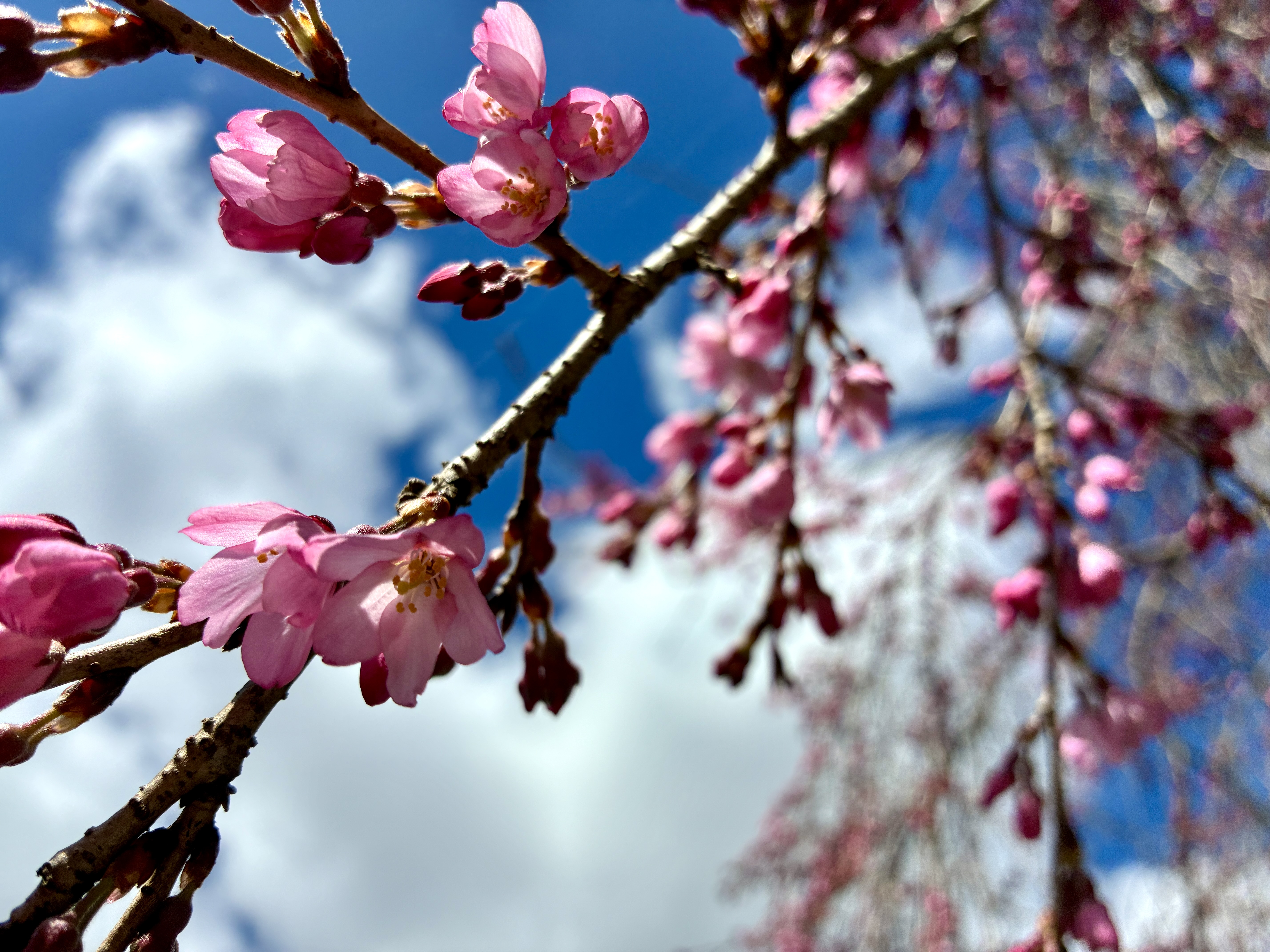 シダレザクラ　わんぱく橋東側　