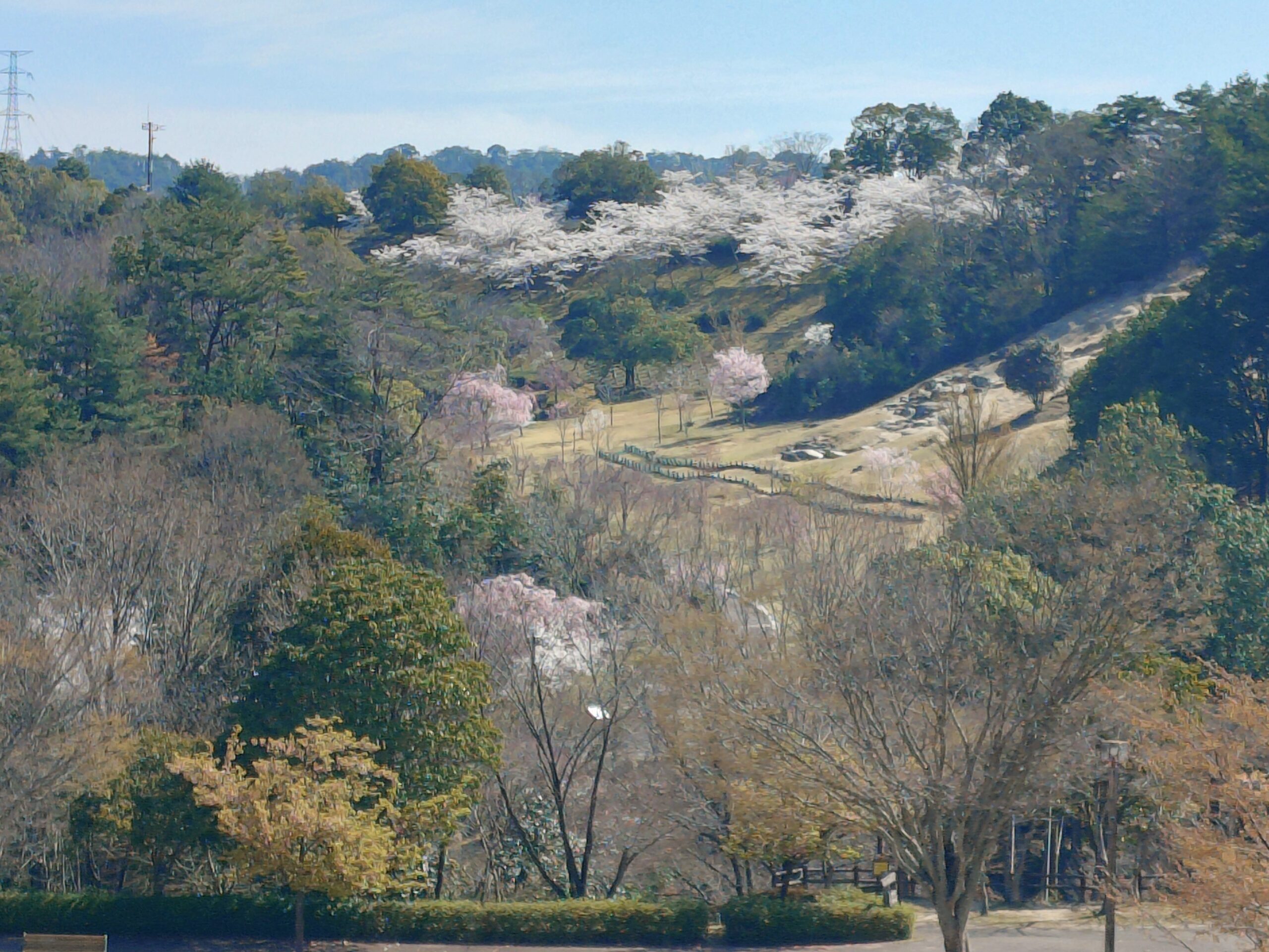 ソメイヨシノ　芝生広場の外周路のり面