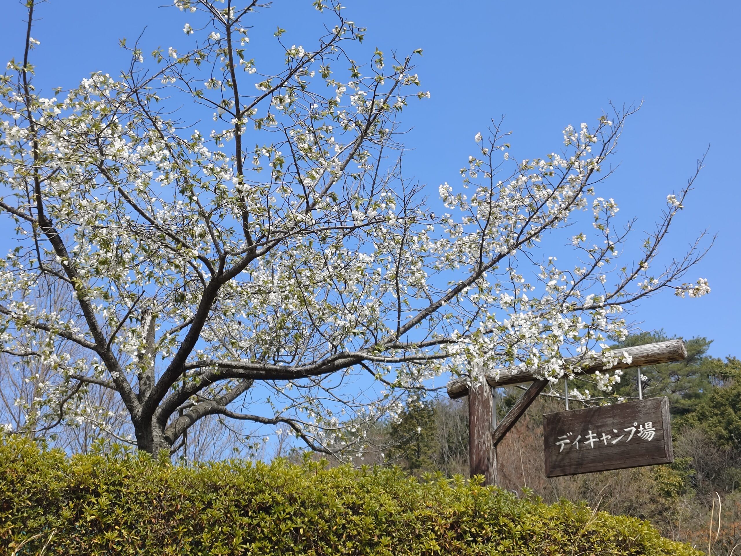 オオシマザクラ　デイキャンプ場
