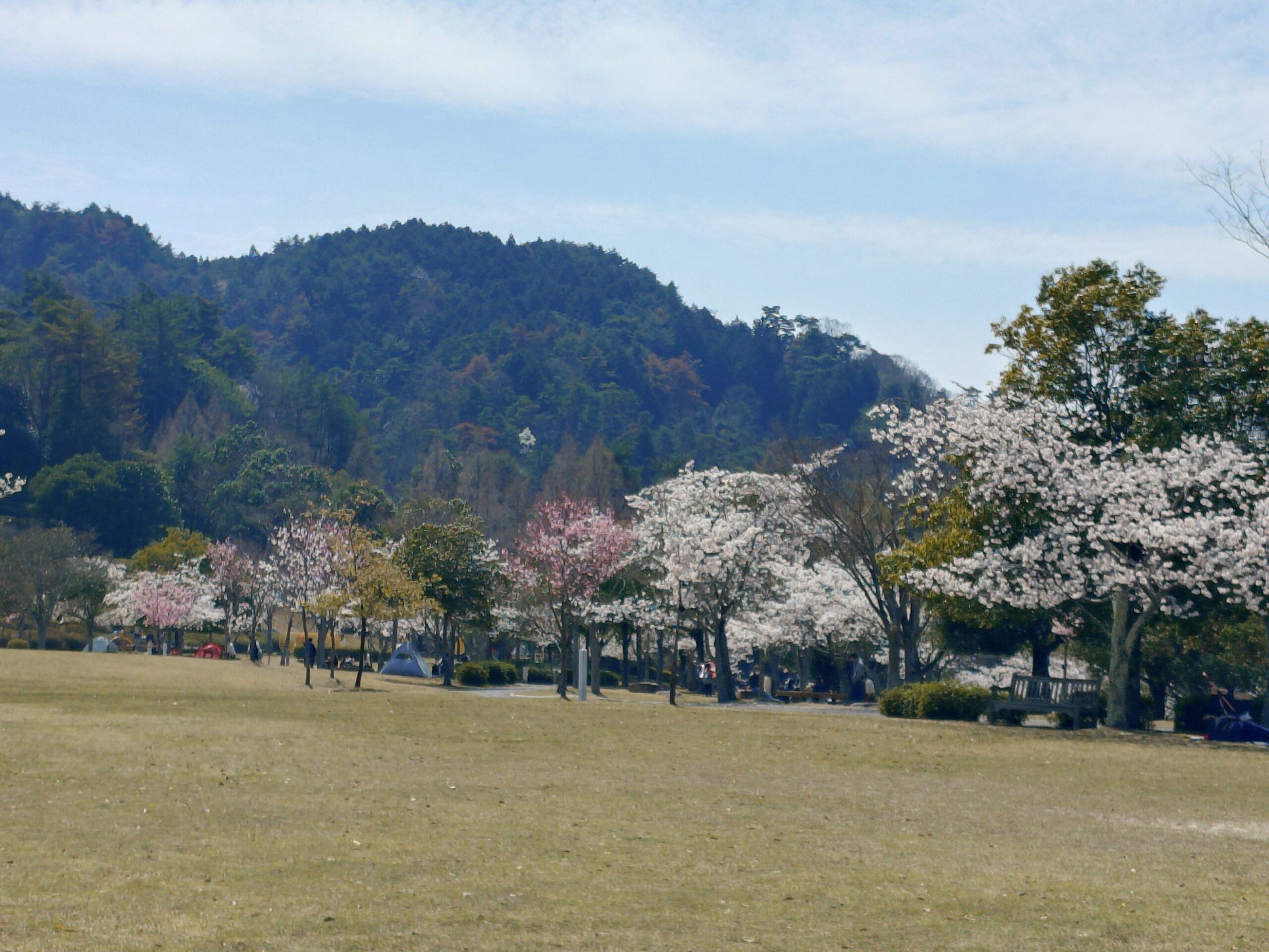 サクラ　芝生広場