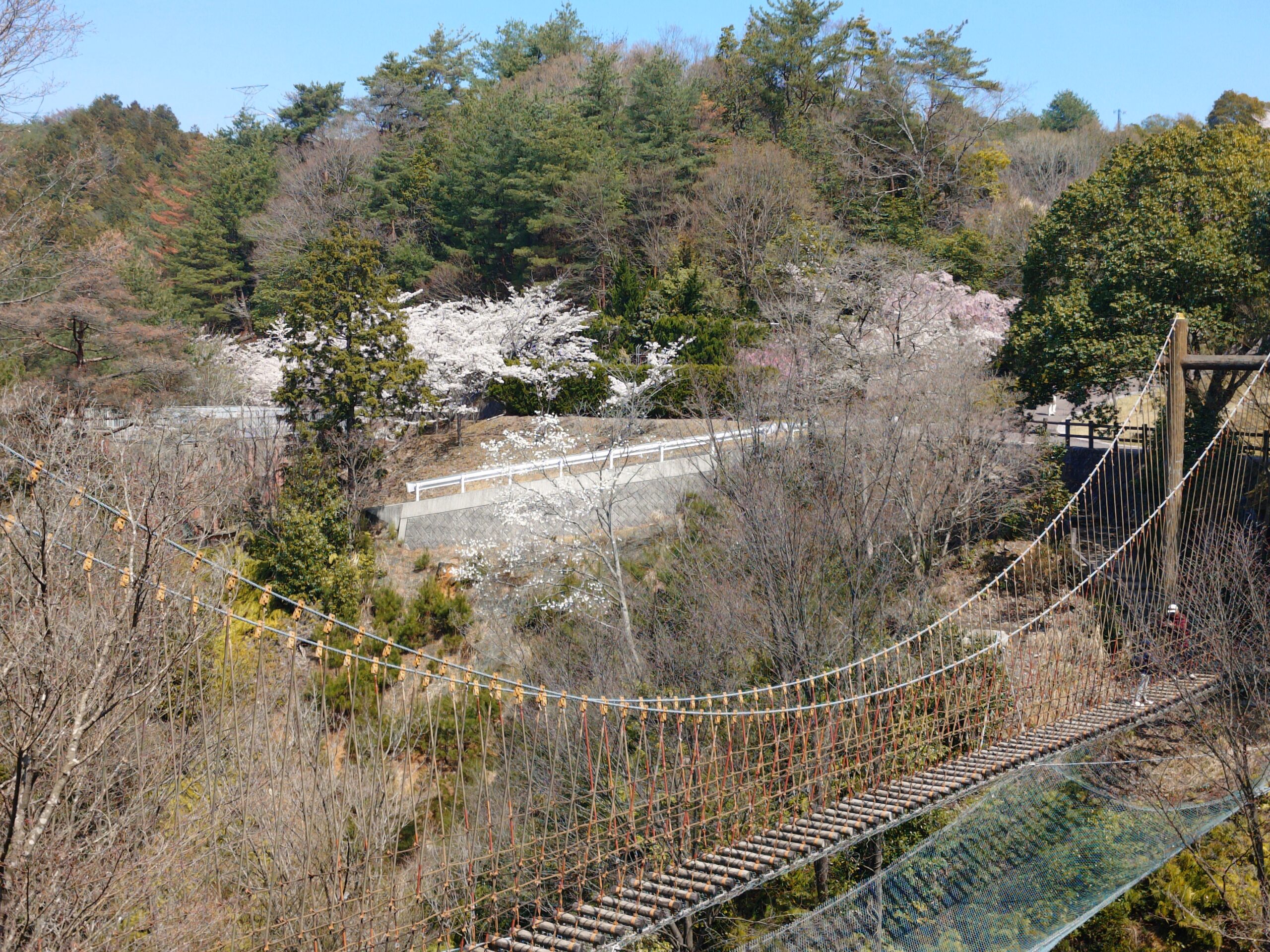 サクラ　わんぱく橋