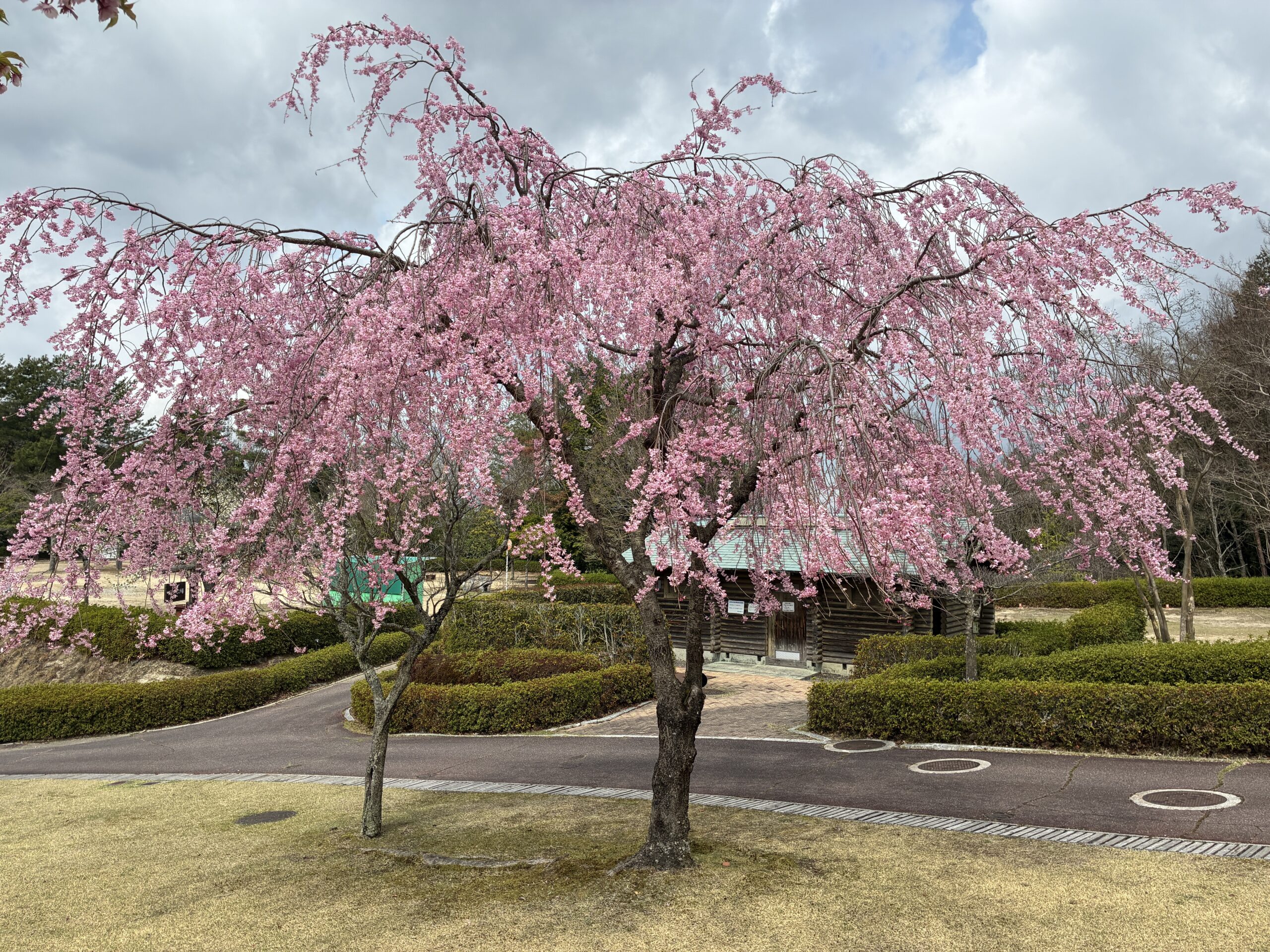 ヤエベニシダレ　デイキャンプ場前