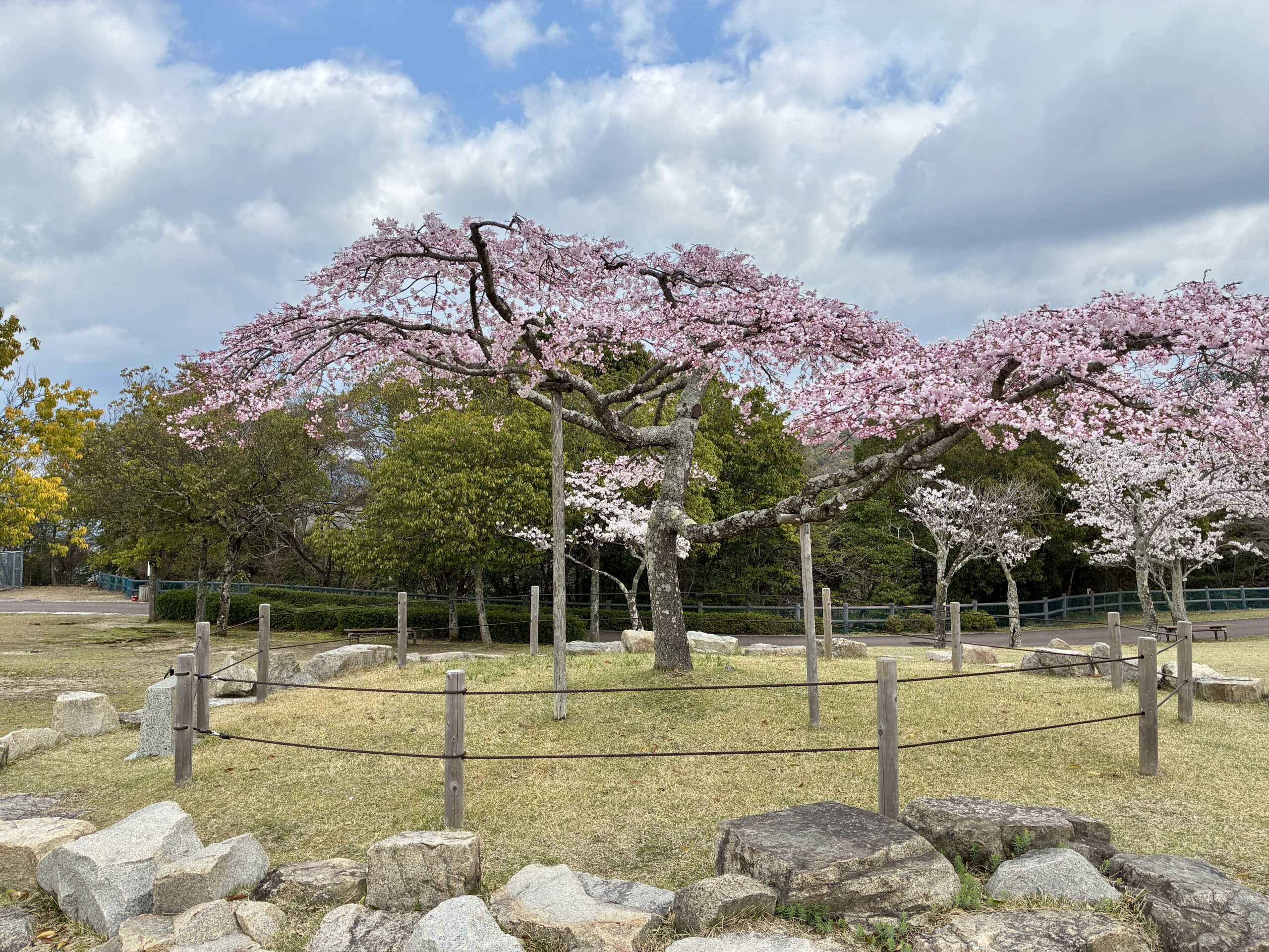 ヒトエシロヒガンシダレ　芝生広場