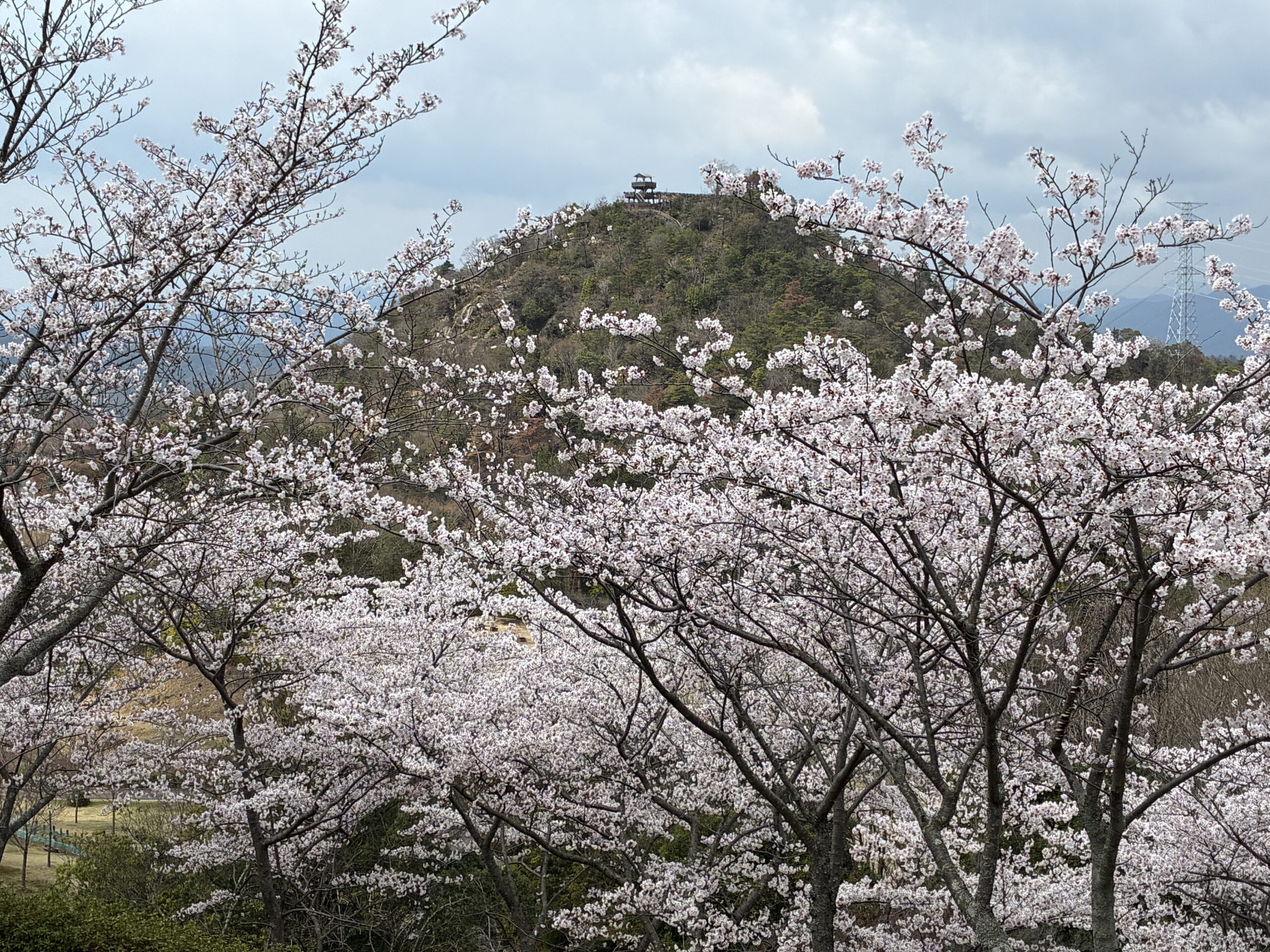 ソメイヨシノ　芝生広場の外周路