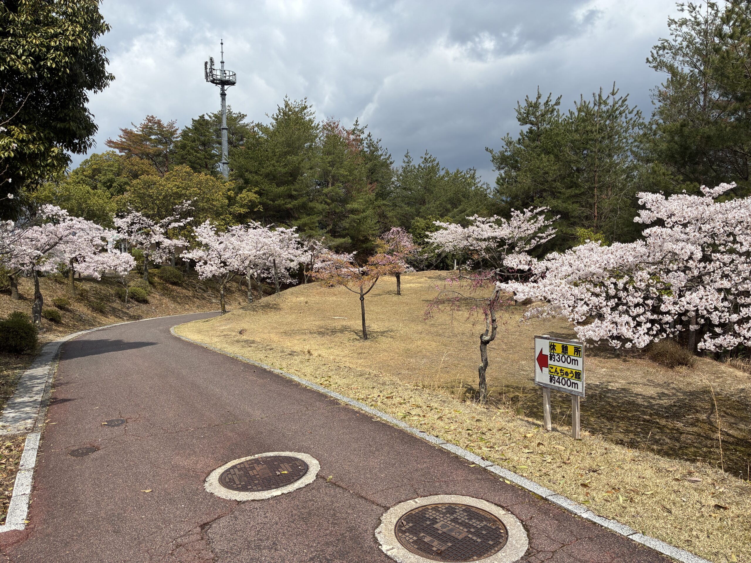 ソメイヨシノ　第二ゲート付近　
