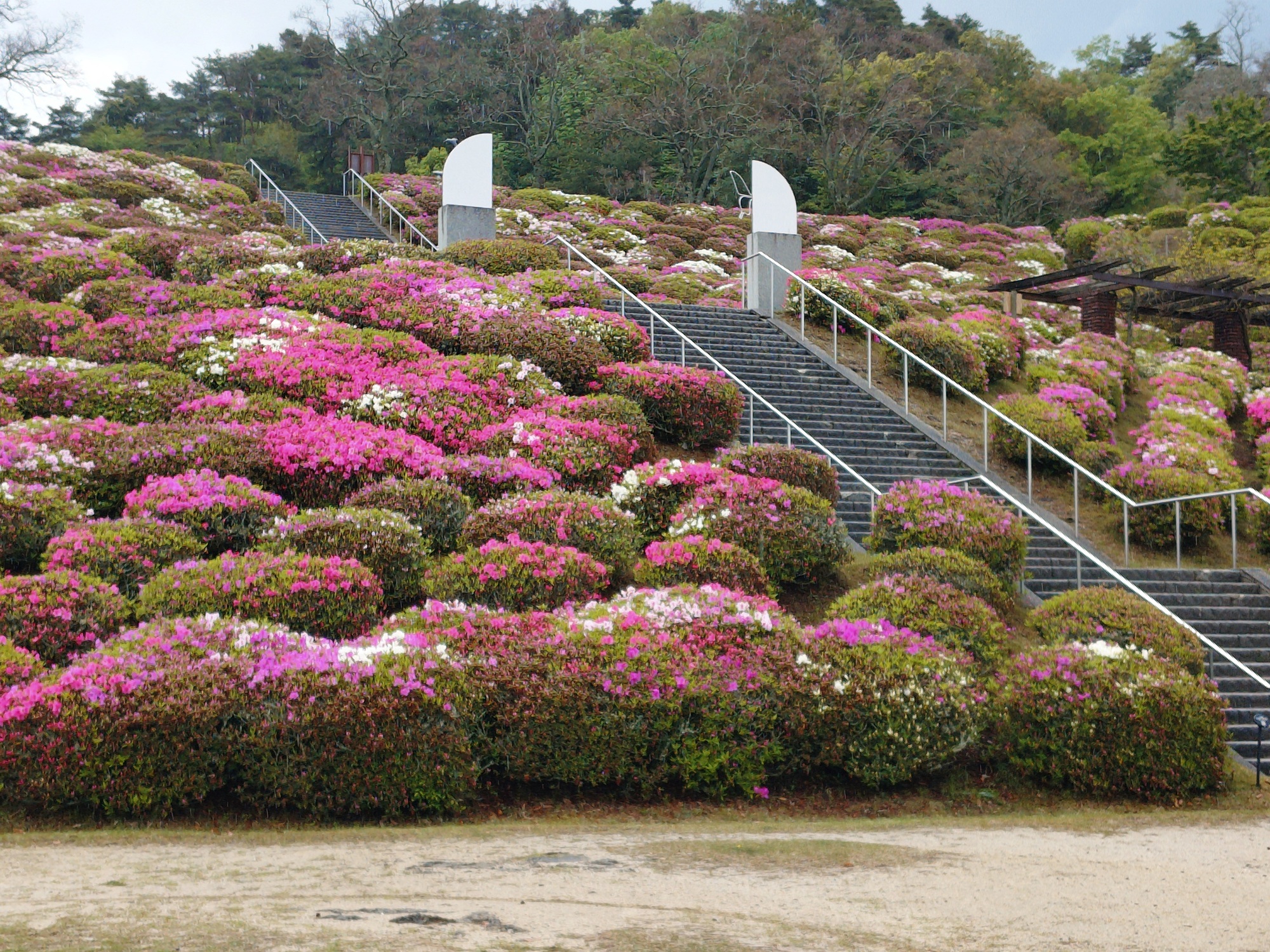 ヒラドツツジ　芝生広場