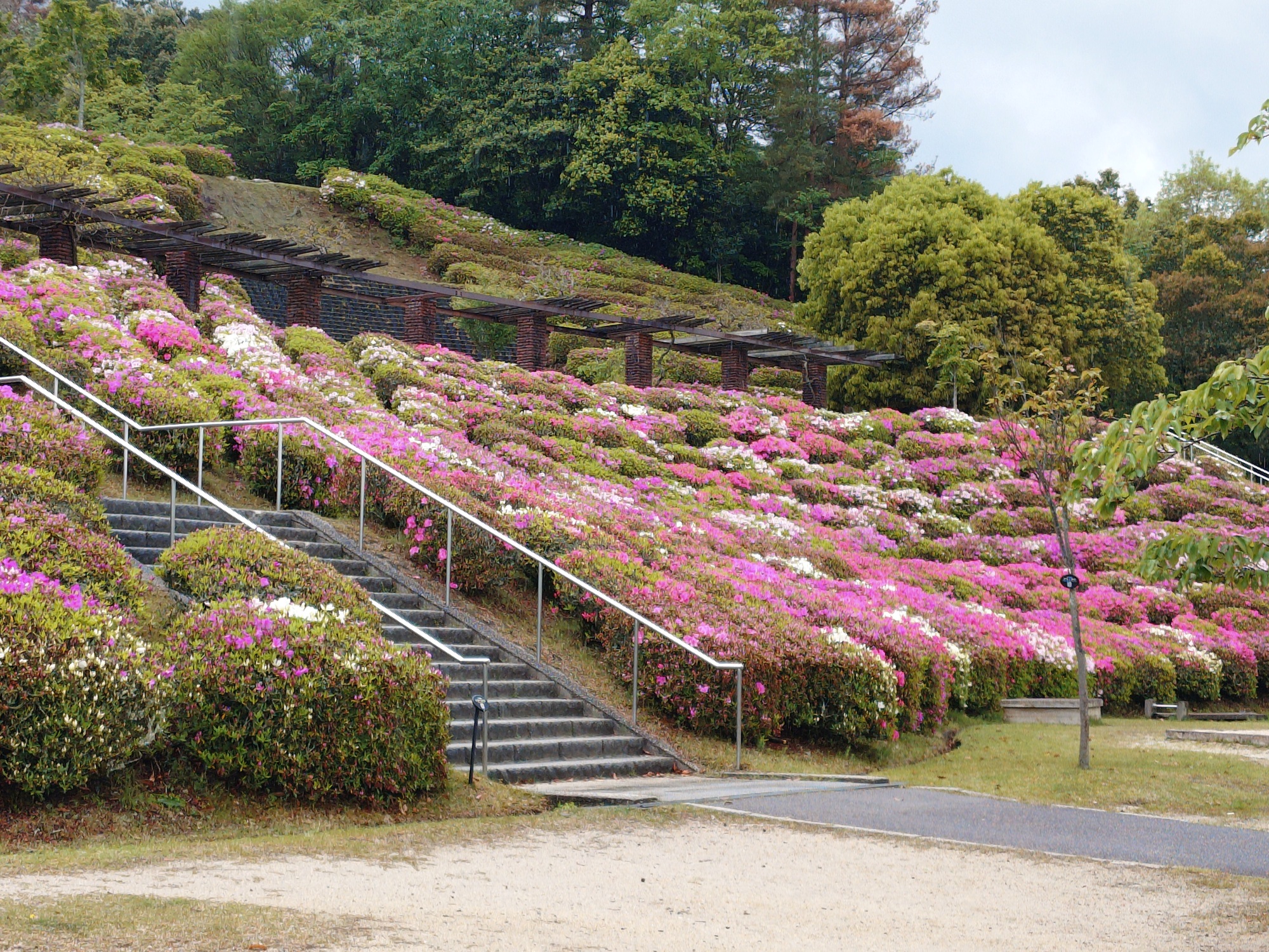 ヒラドツツジ　芝生広場