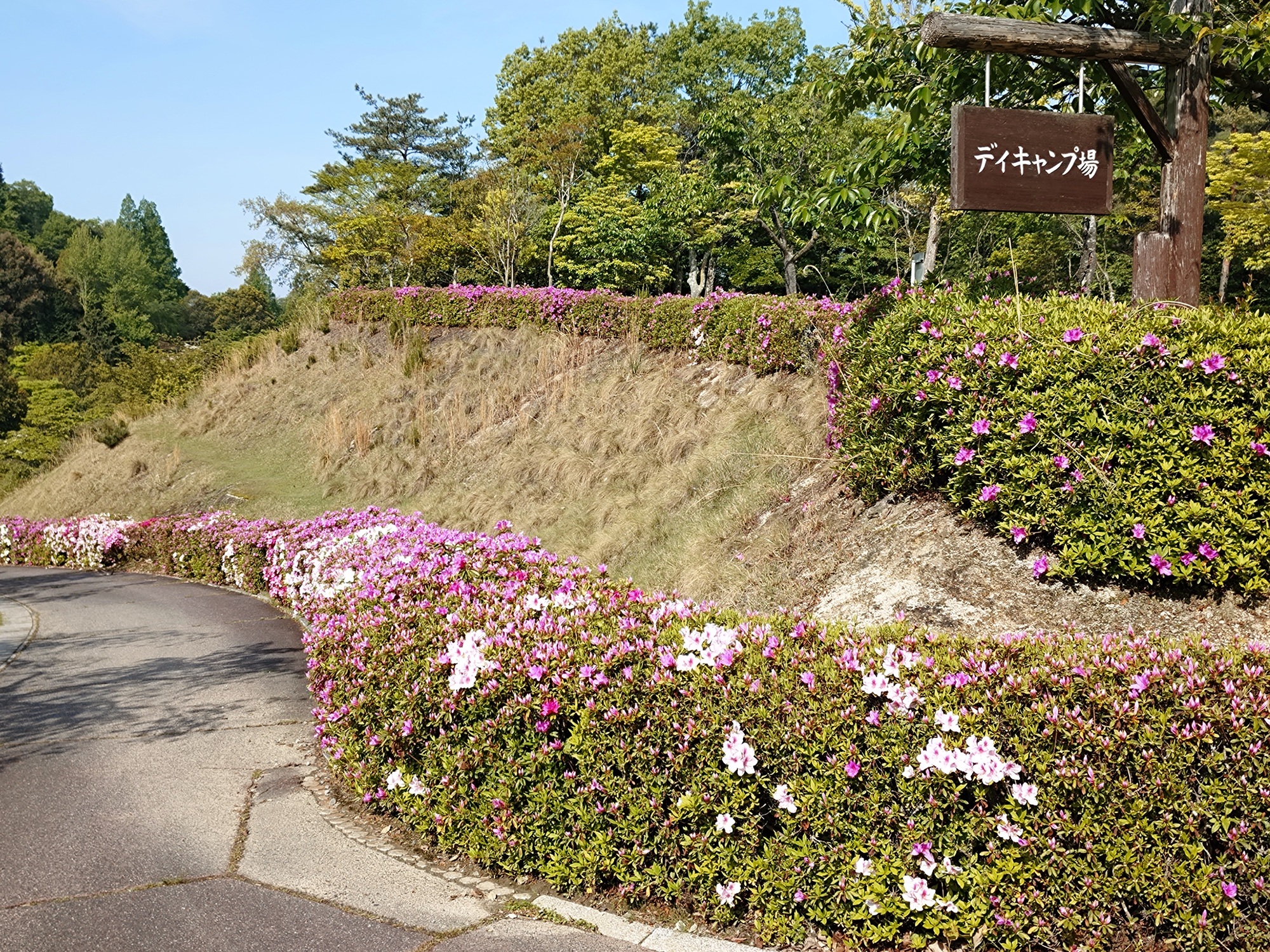 ヒラドツツジ　デイキャンプ場